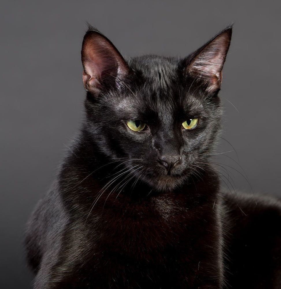 Кузя - My Black Cat