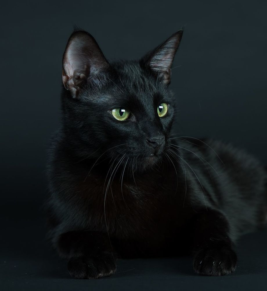 Кузя - My Black Cat