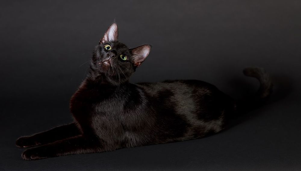 Кузя - My Black Cat