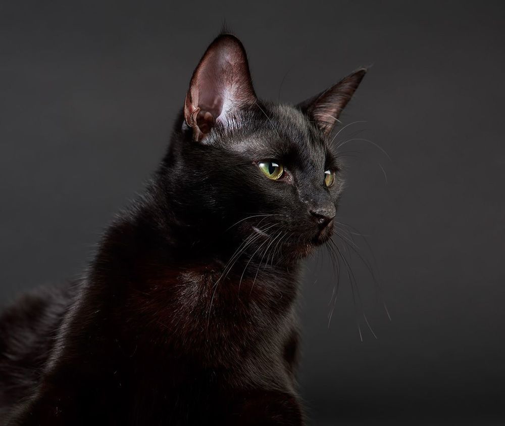 Кузя - My Black Cat