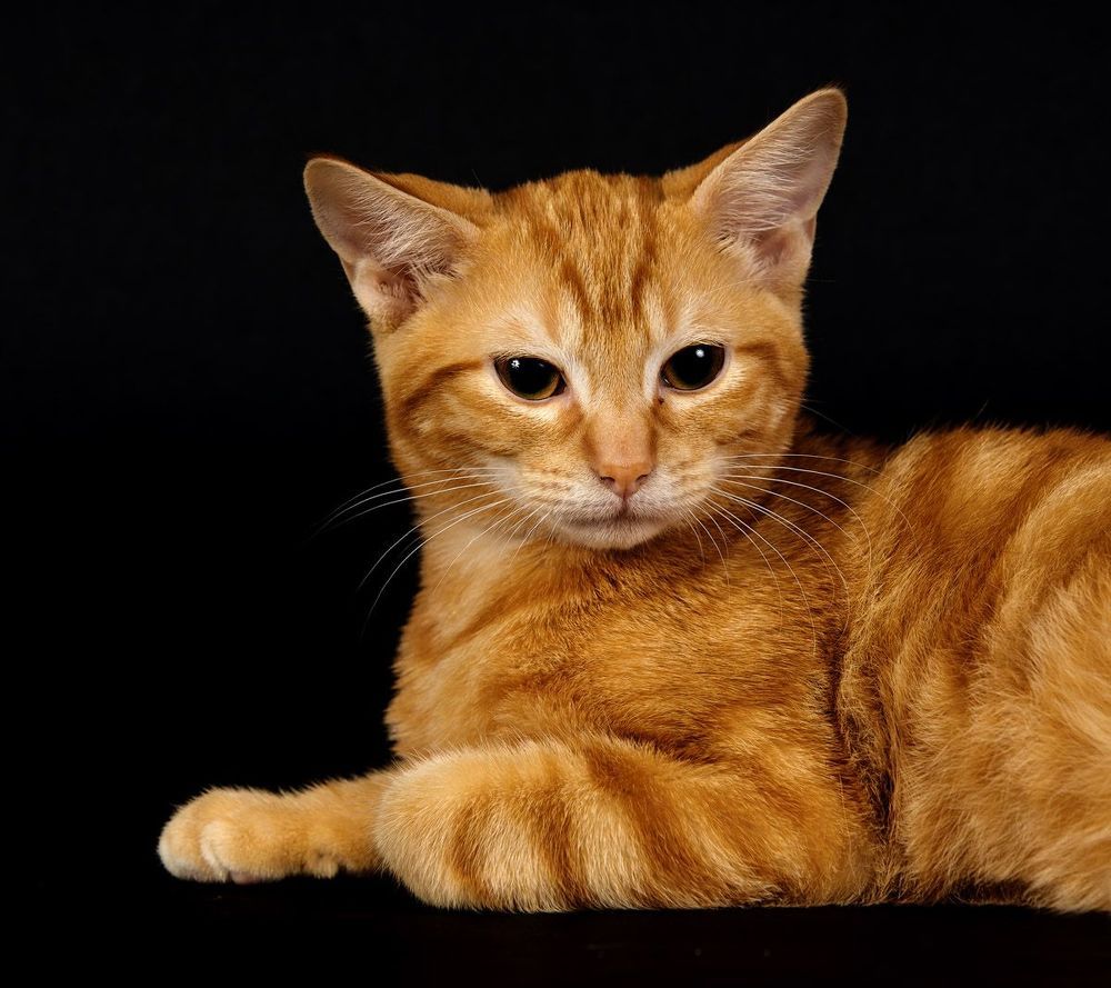 Рыжик - Ginger