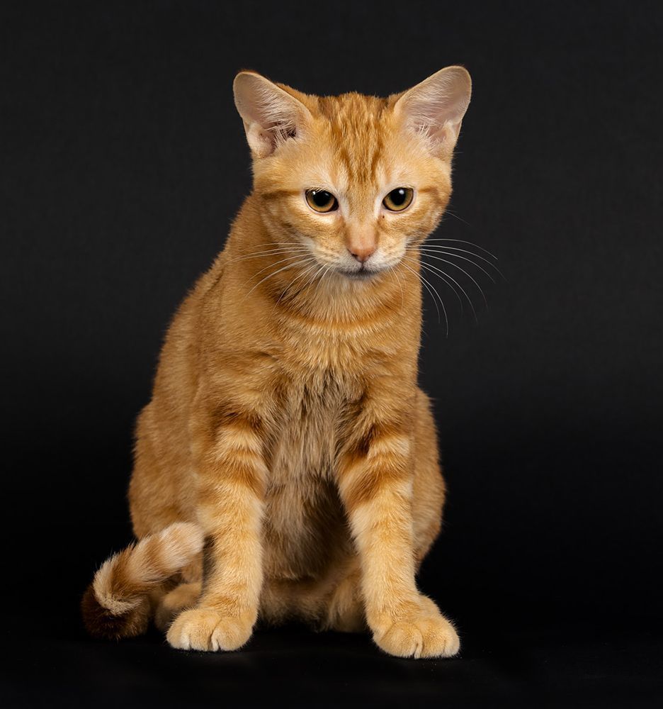 Рыжик - Ginger