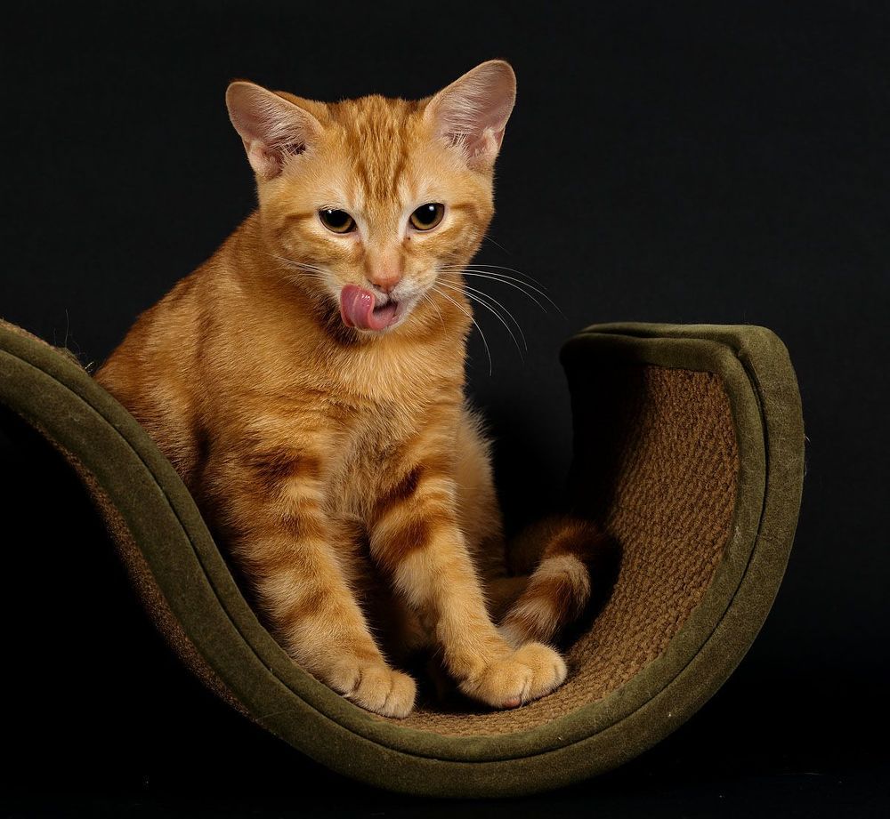 Рыжик - Ginger