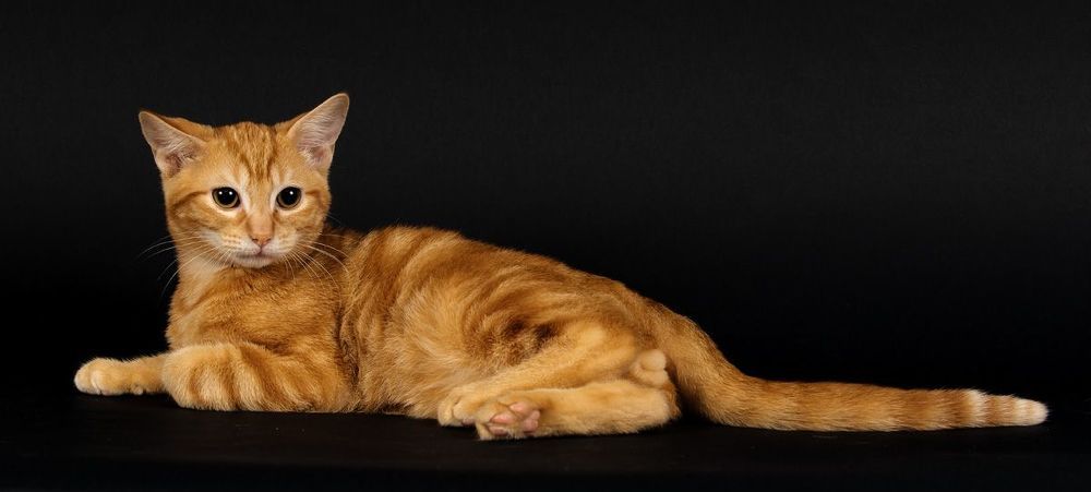 Рыжик - Ginger