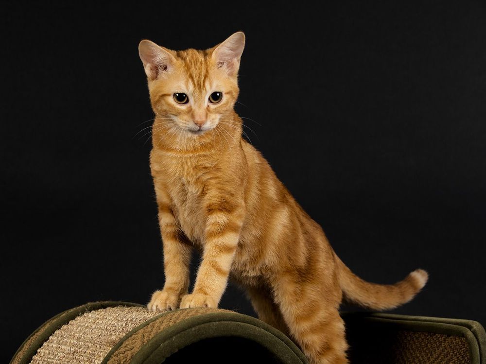 Рыжик - Ginger