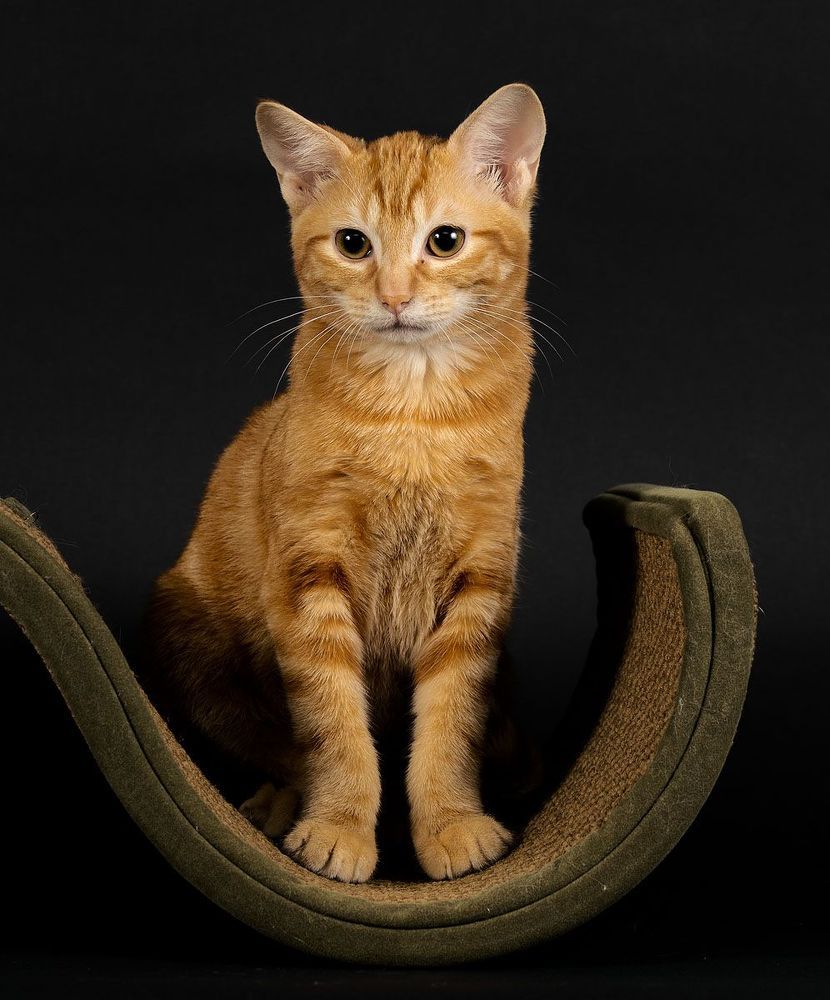 Рыжик - Ginger