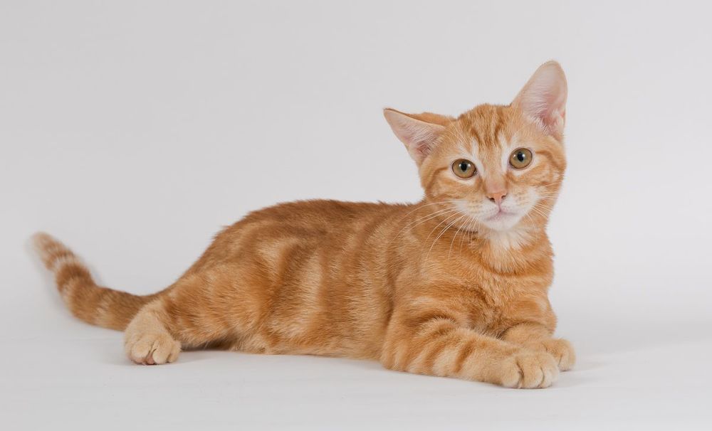 Рыжик - Ginger