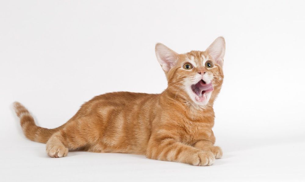Рыжик - Ginger