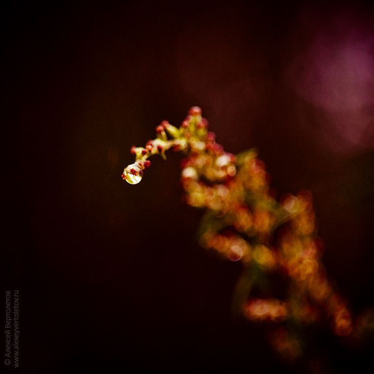Photo 82293