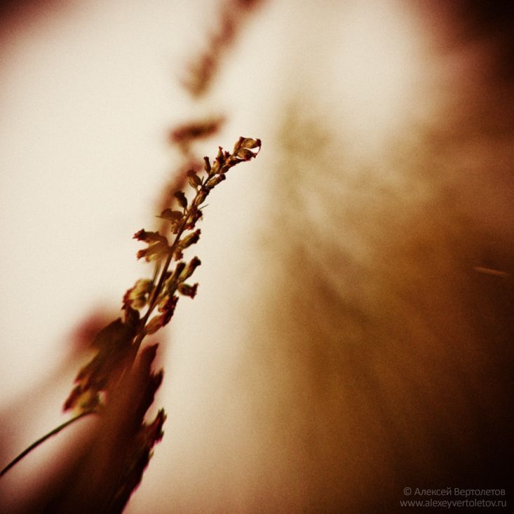 Photo 82295