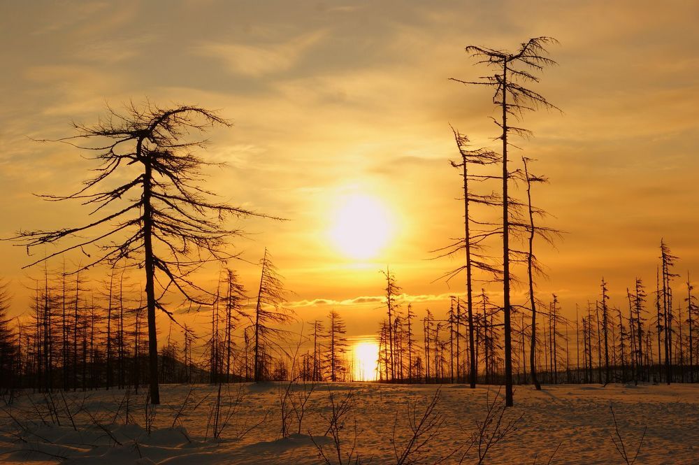 Косматое зимнее солнце