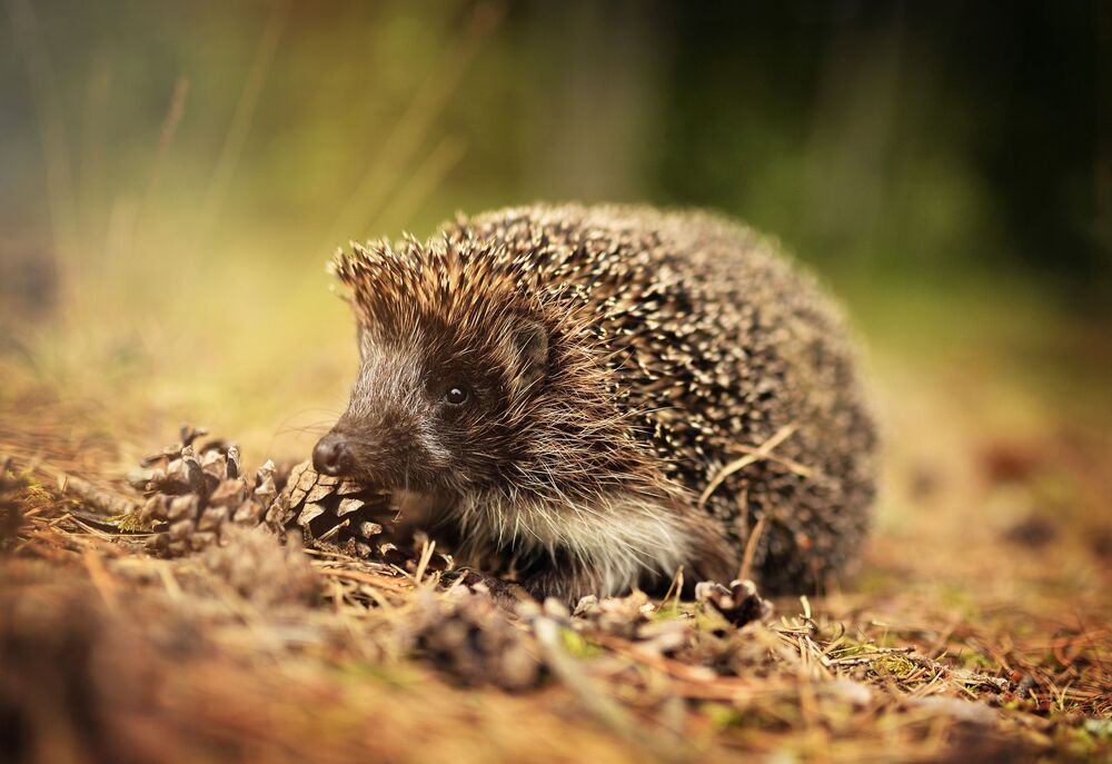 Forest friend,Latvian Hedgehog