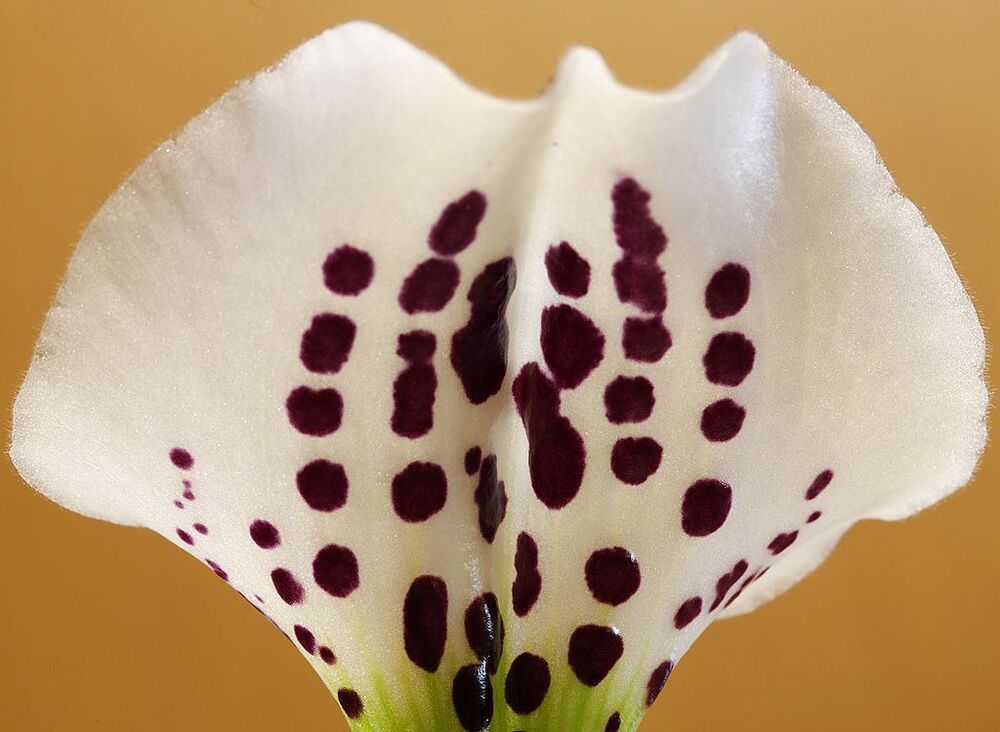 Орхидея Paphiopedilum hybrid