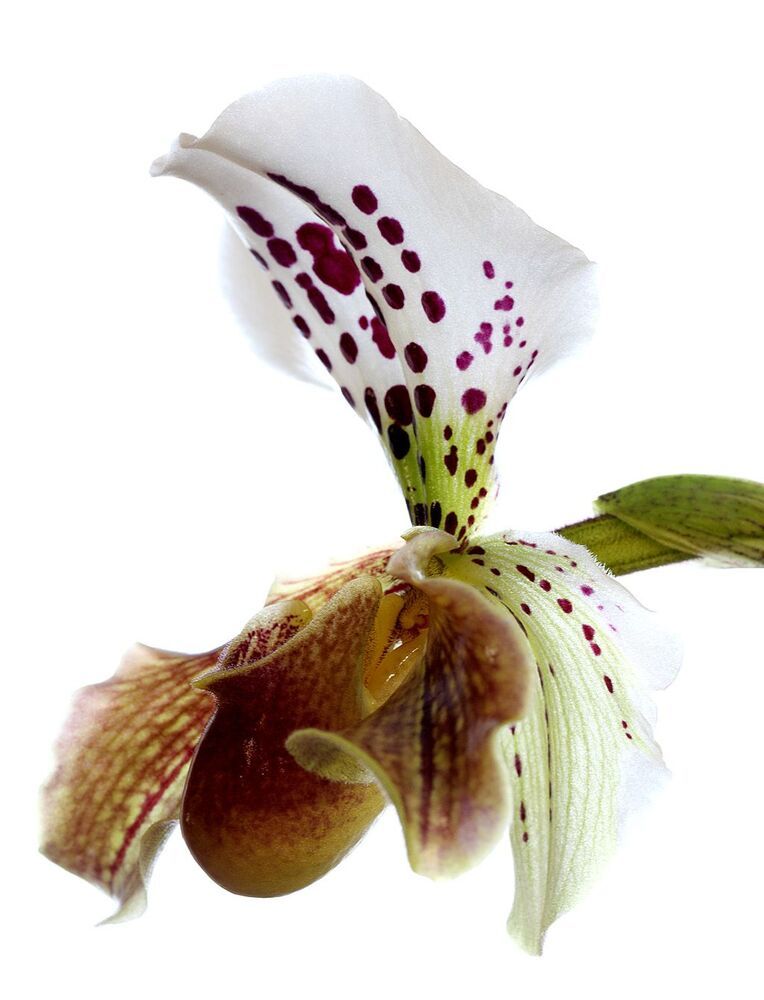 Орхидея Paphiopedilum hybrid