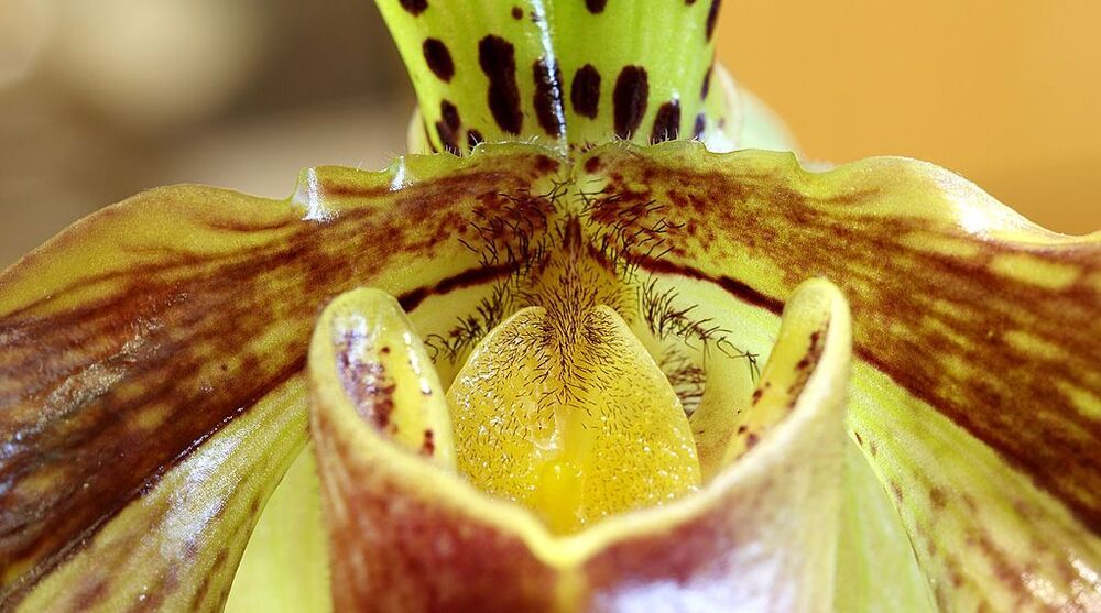 Орхидея Paphiopedilum hybrid