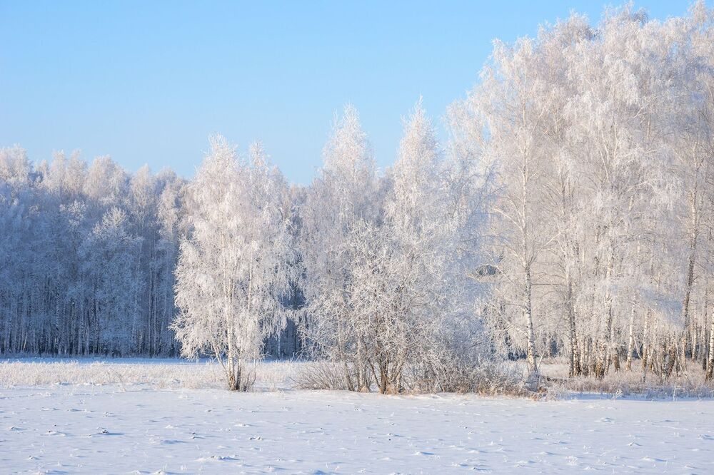 Белоснежки