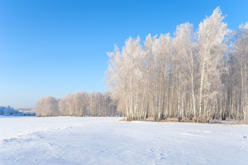 Белоснежки