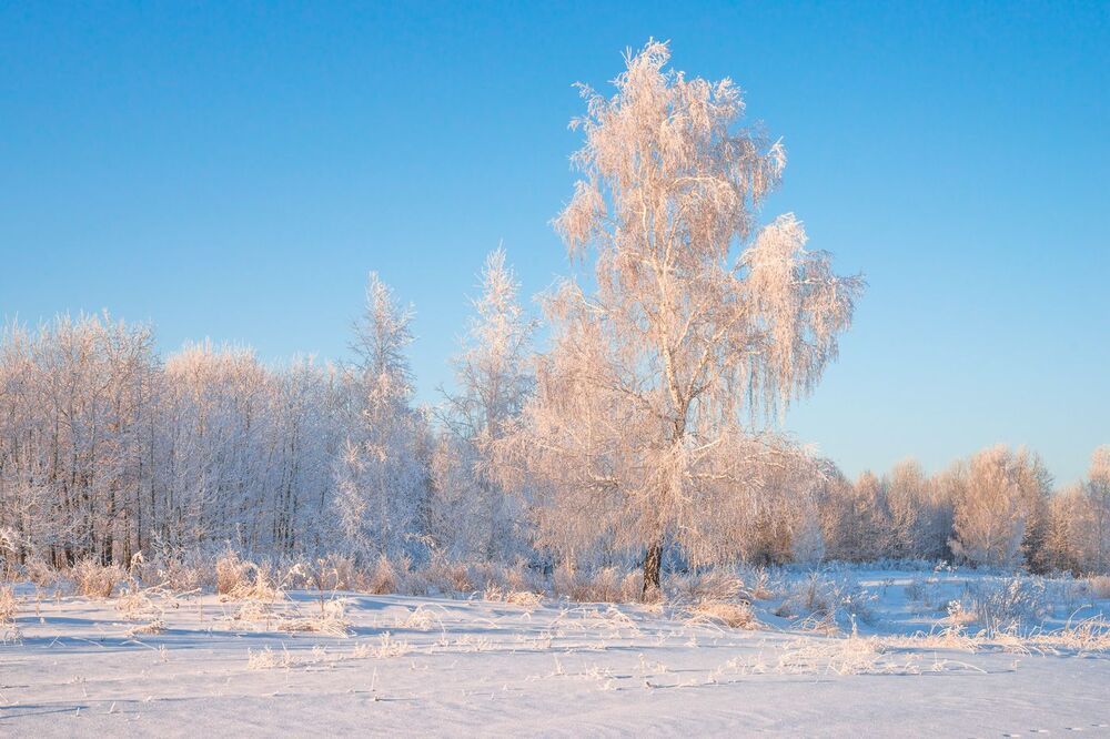 Белоснежки