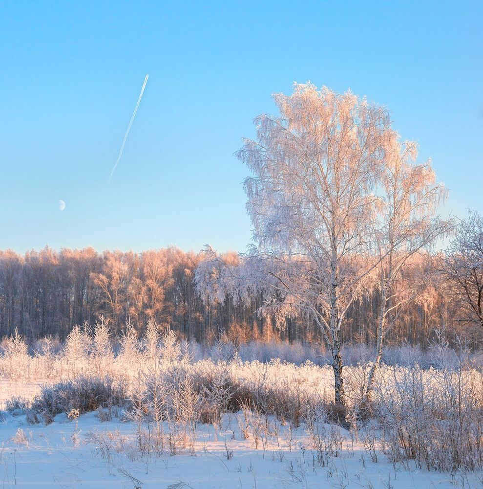 Белоснежки