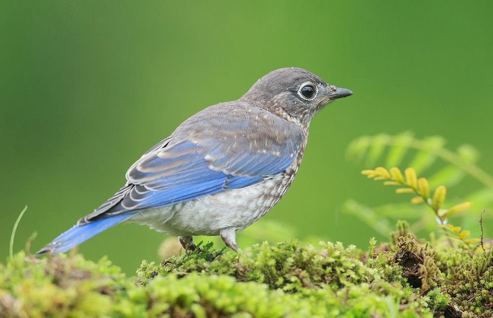 Cлетки. Восточная сиалия - Eastern Bluebird