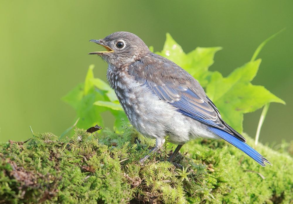 Cлетки. Восточная сиалия - Eastern Bluebird