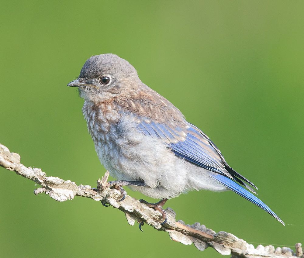 Cлетки. Восточная сиалия - Eastern Bluebird