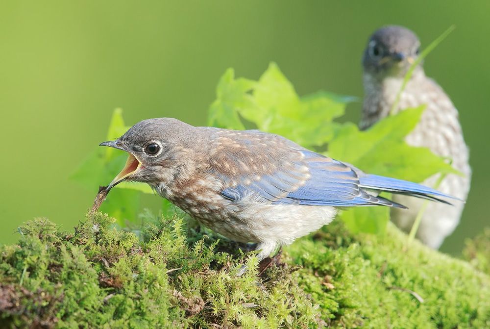 Cлетки. Восточная сиалия - Eastern Bluebird