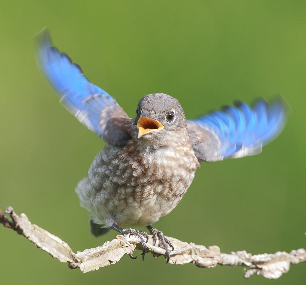 Cлетки. Восточная сиалия - Eastern Bluebird