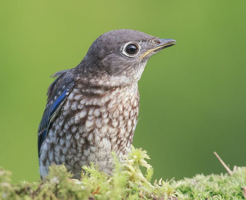 Cлетки. Восточная сиалия - Eastern Bluebird