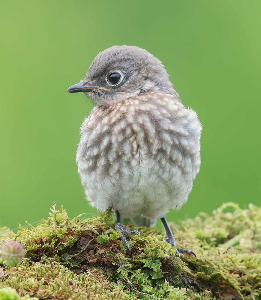 Cлетки. Восточная сиалия - Eastern Bluebird