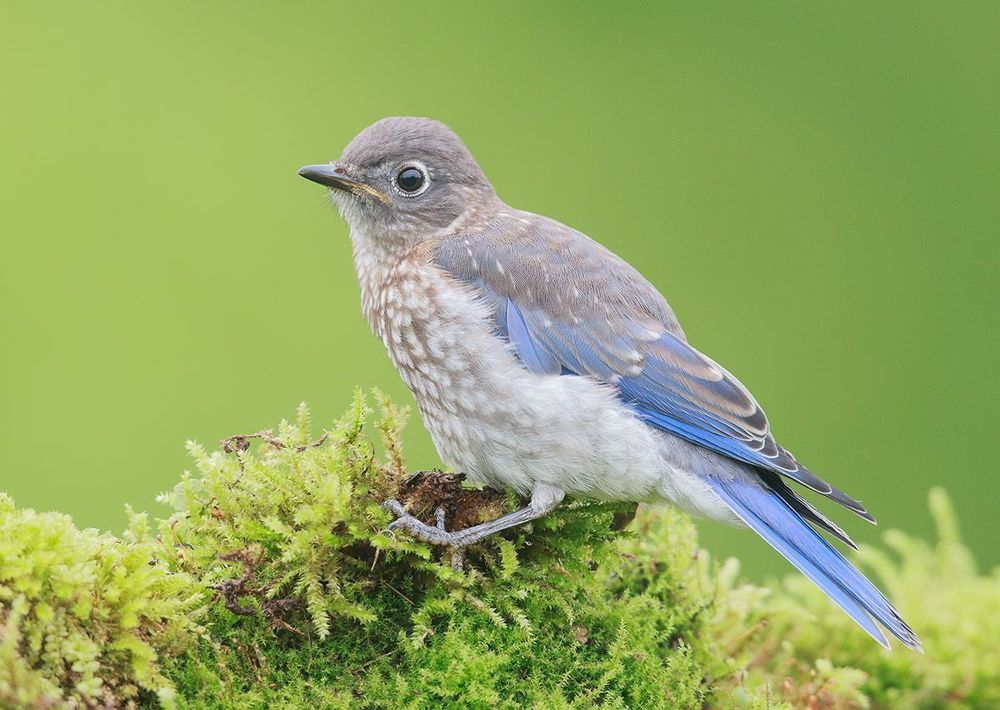 Cлетки. Восточная сиалия - Eastern Bluebird