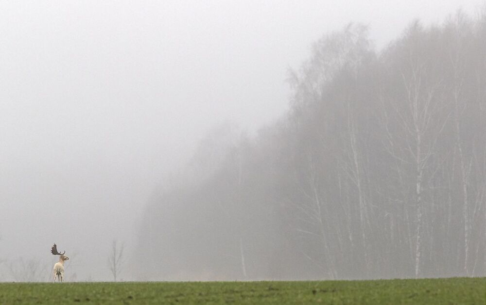 Лань