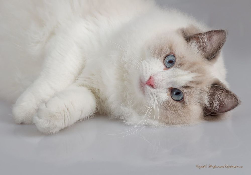 Mатильда - Ragdoll (Matilda)