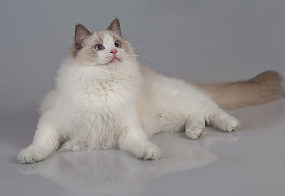 Mатильда - Ragdoll (Matilda)