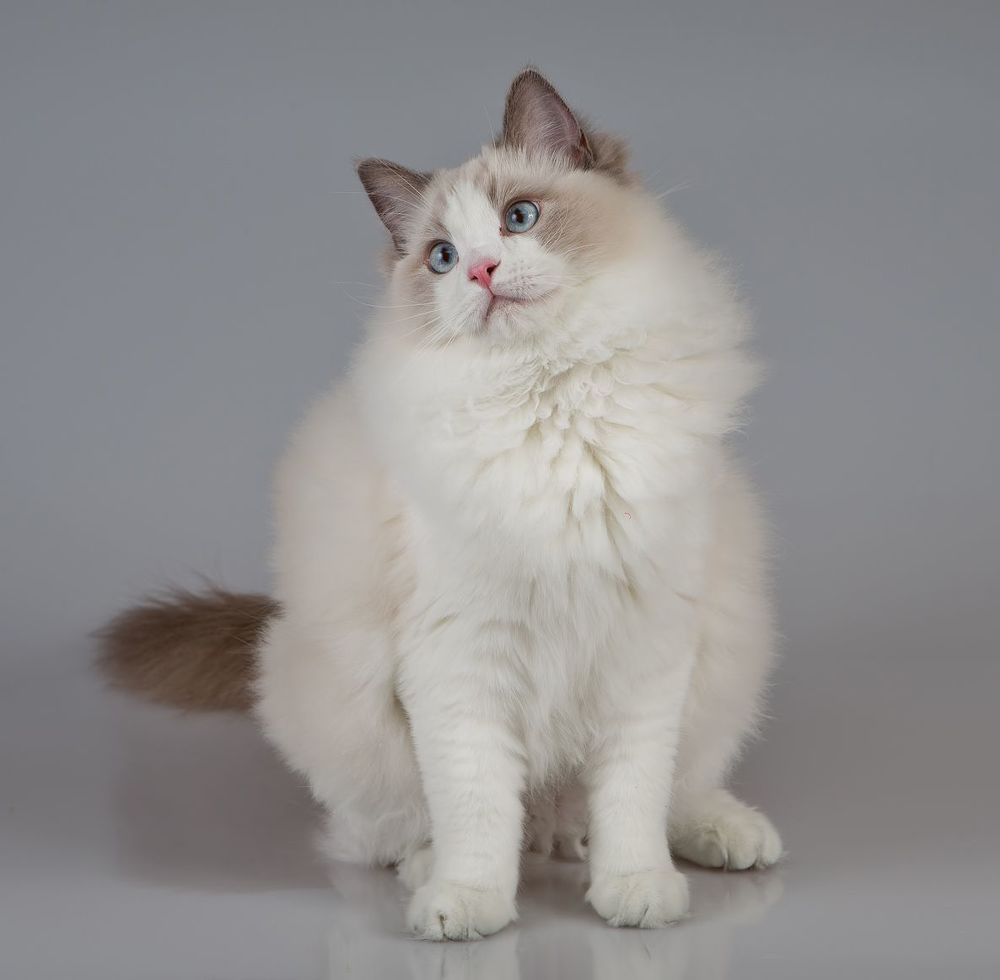 Mатильда - Ragdoll (Matilda)