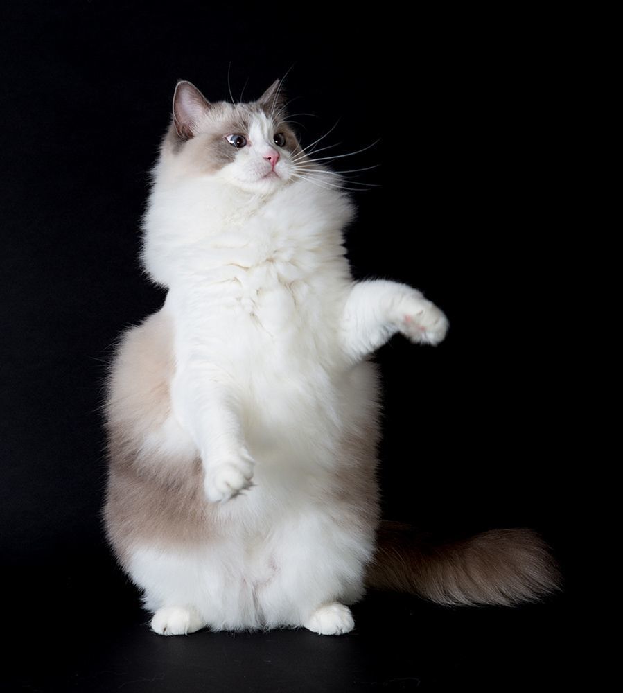 Mатильда - Ragdoll (Matilda)