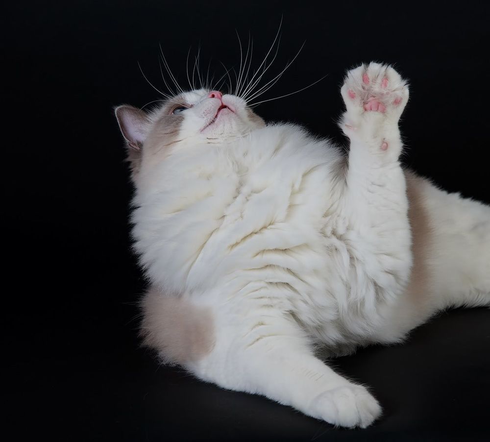 Mатильда - Ragdoll (Matilda)