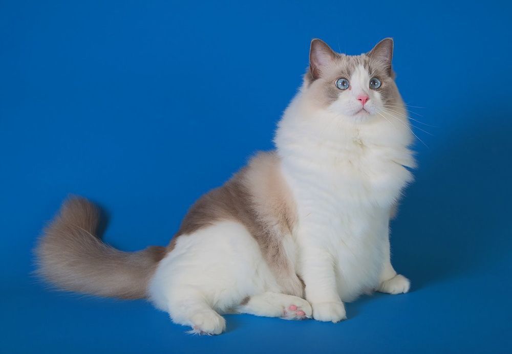 Mатильда - Ragdoll (Matilda)