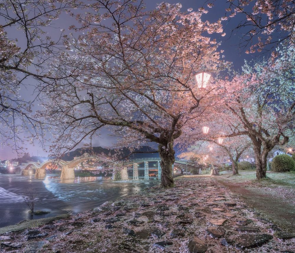 Сакура