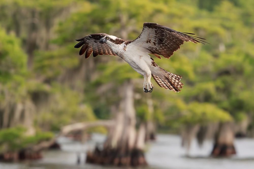 Cкопа - Osprey