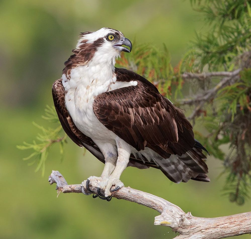Cкопа - Osprey