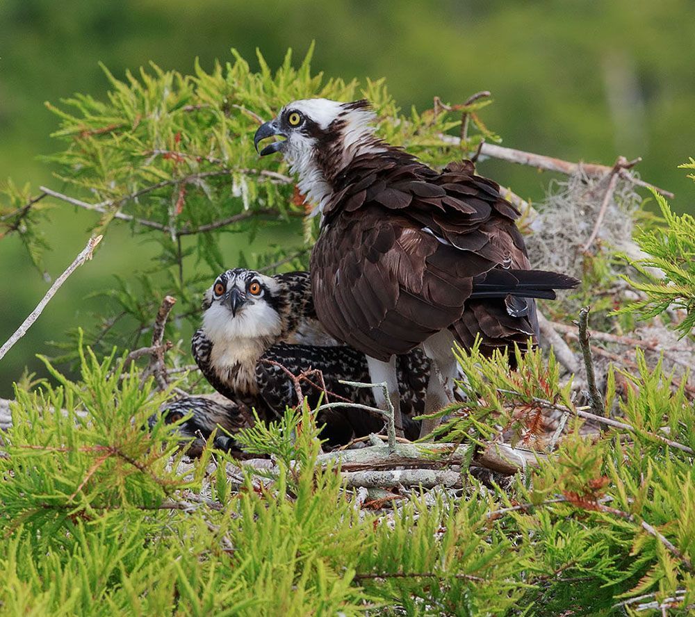 Cкопа - Osprey