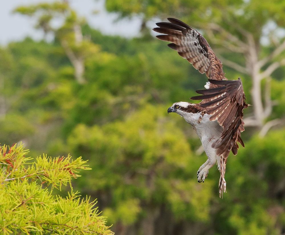 Cкопа - Osprey