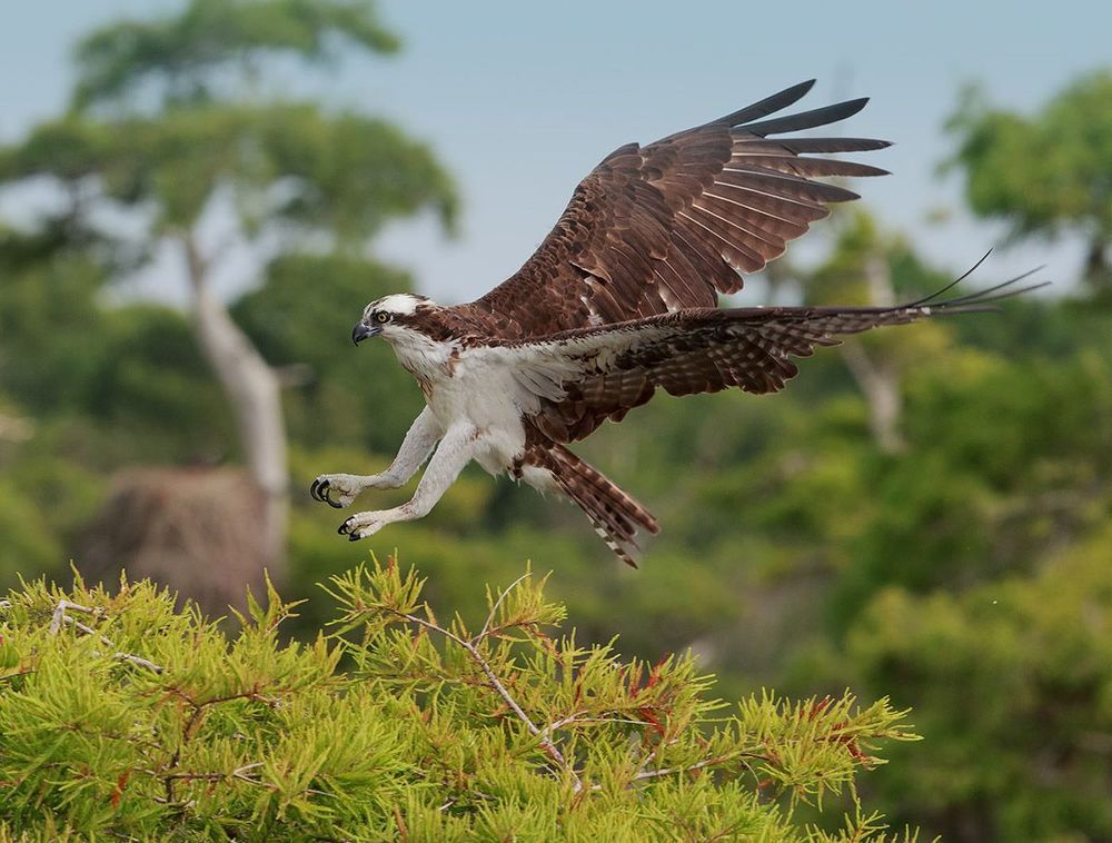 Cкопа - Osprey