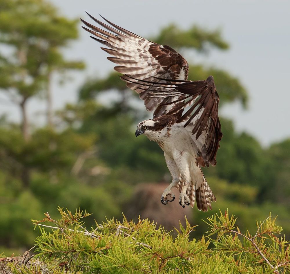 Cкопа - Osprey