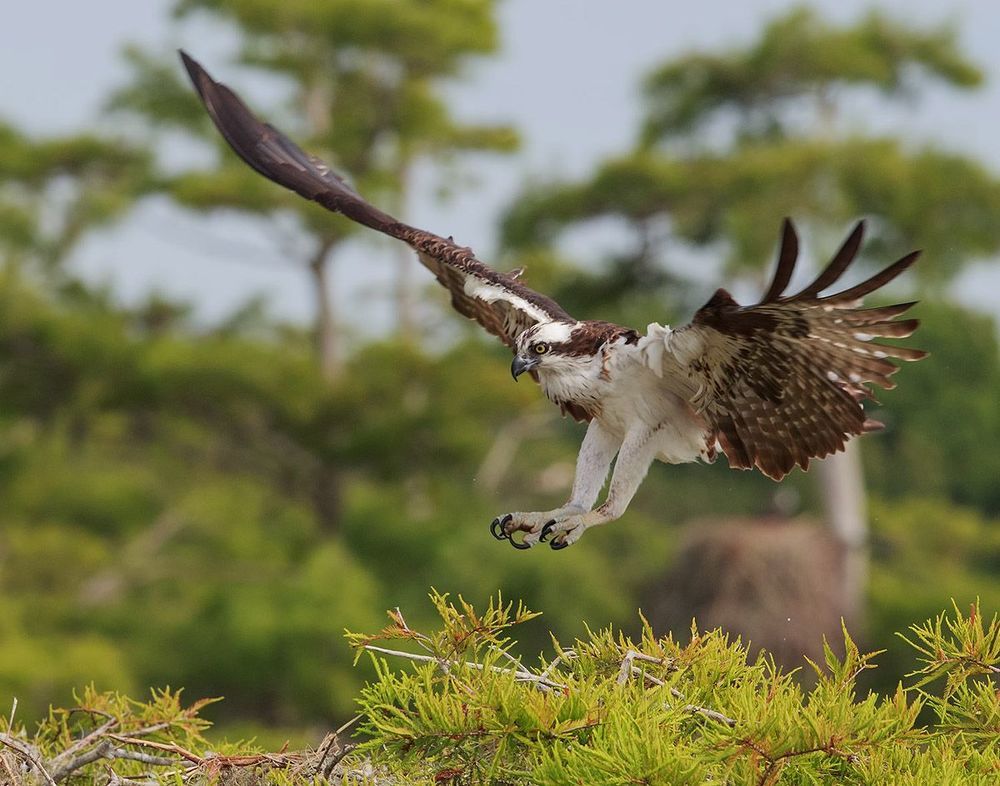 Cкопа - Osprey
