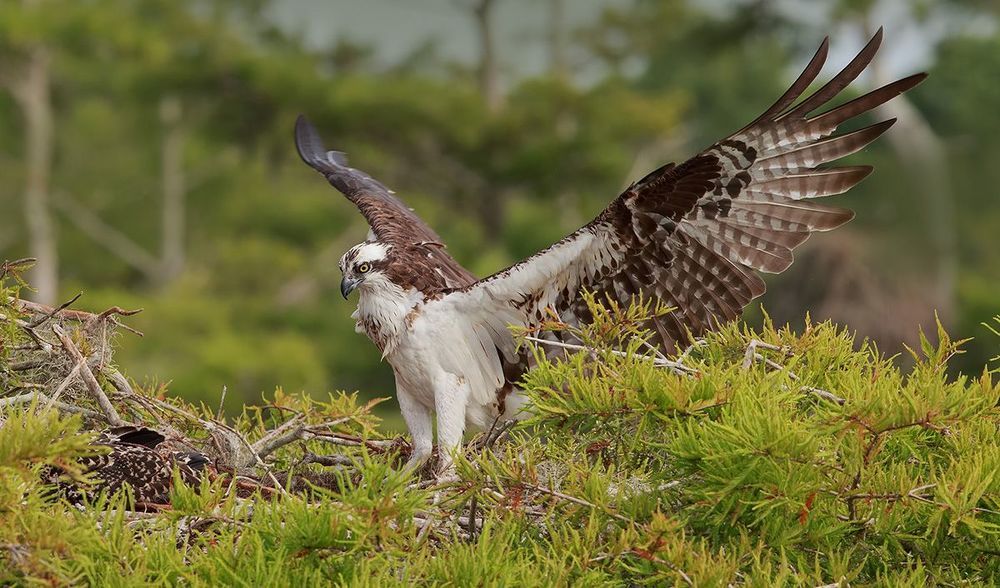 Cкопа - Osprey