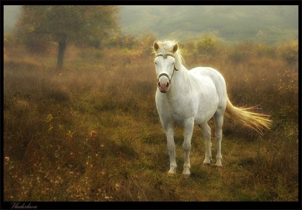 Fairytale