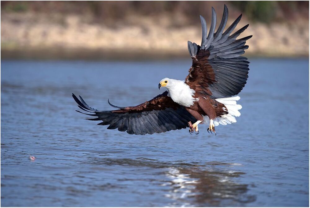 Fisheagle
