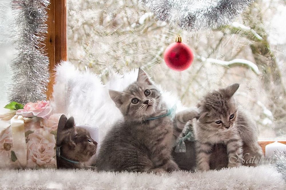 Новогоднее